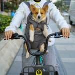 Dog Front Carrier Backpack for Small Dogs with Legs Out