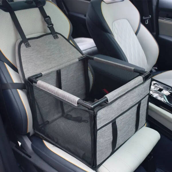 dog car travel
